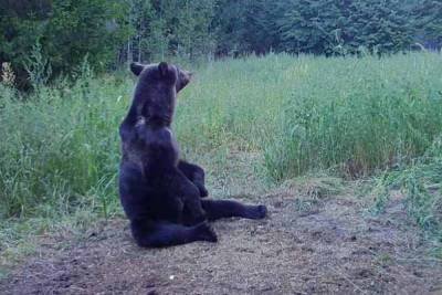 С 1 августа в Нижегородской области открывается сезон охоты на медведя