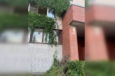 В Приморском районе уничтожили 20-летнюю стену из дикого винограда