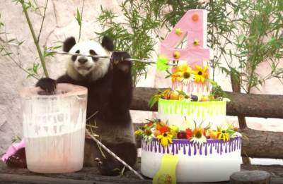 Панды Диндин и Жуи отметили день рождения в Московском зоопарке