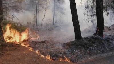 Бекир Пакдемирли - Президент Турции считает, что причиной лесных пожаров могут быть поджоги - news-front.info - Турция