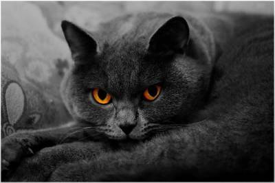 Янтарный взгляд. Породы кошек с желтыми глазами