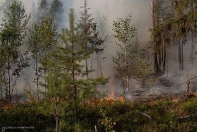 Пожары в Карелии локализованы, но не потушены
