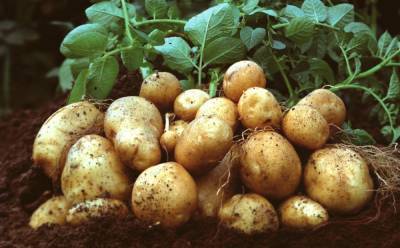 Урожай картофеля в Украине под угрозой срыва, - СМИ