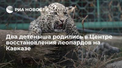 Два детеныша родились в Центре восстановления леопардов на Кавказе