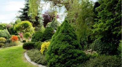 Фитонциды: самые полезные фитонцидные растения для вашего сада