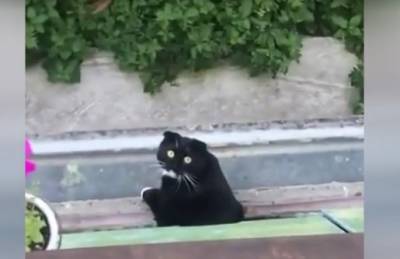 Реакция кота на очень плохое пение соседки рассмешила Сети