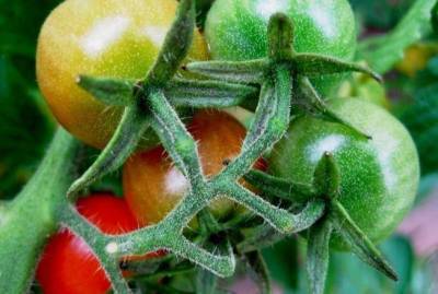 Ошибки, которые приводят к бедному урожаю помидоров