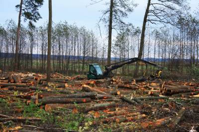 «Это эвакуация. Лукашенко вырубает леса, как гитлеровские...