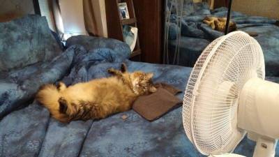Как помочь кошке в жаркую погоду