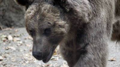 В горах Красной поляны туристы сняли видео с медведем
