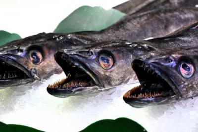 Названы пять признаков рыбы, которую нельзя есть
