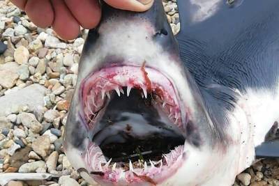 Мертвого детеныша акулы нашли на пляже под Владивостоком