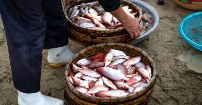 Названы пять признаков рыбы, которую лучше не покупать