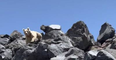 Выскочивший из-за скал медведь-альбинос напугал туристов в Турции