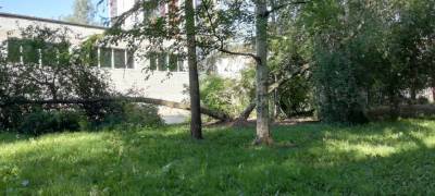 Дерево упало во дворе школы в Петрозаводске (ФОТОФАКТ)