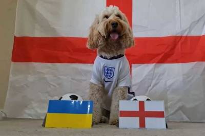 В Британии собака предсказала победу сборной Англии над Украиной