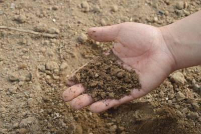 Как определить тип почвы на дачном участке: советы экспертов