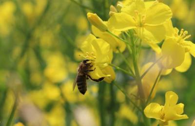 Континентал Фармерз Групп исследует влияние пчелоопыления на урожайность
