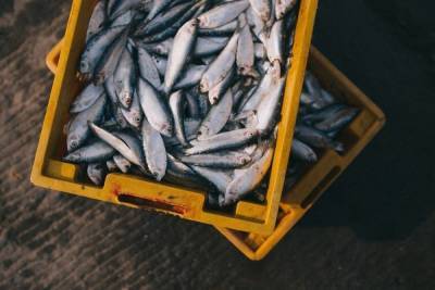 Пользователь Sohu назвал пять признаков непригодной в пищу рыбы