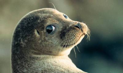 Видео: спасенный тюлененок Малюська учится ловить рыбу