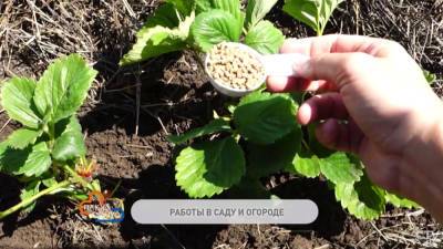 Проредить виноградник и подкормить клубнику. Что важно сделать в своём саду в начале июля? (+видео)