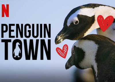 «Місто пінгвінів» / Penguin Town: ситком з життя південно-африканських пінгвінів - itc.ua - Украина - Пар