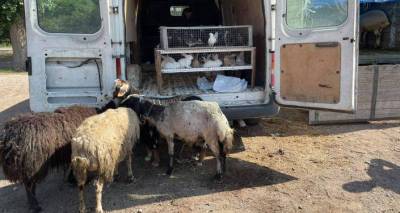 В армянском Мартуни проверили рынок скота на фоне вспышки сибирской язвы