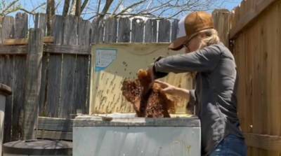 Девушка удивила сеть, переселив пчел голыми руками (Видео)