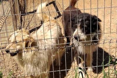 13 собак в приюте в Смоленске остро нуждаются в помощи неравнодушных людей