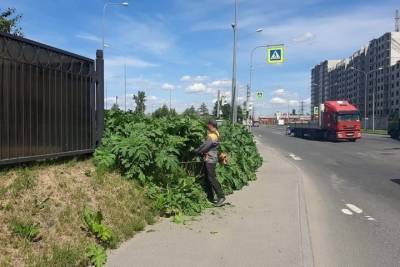 Петербуржцы жалуются на атакующий город борщевик