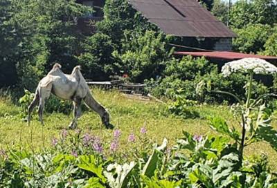 Внезапные кадры: верблюд принимает солнечные ванны рядом с жилыми домами в Ленобласти