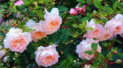 Как ухаживать за розами в июле, чтобы пышно цвели