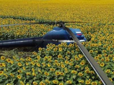 В России вертолет упал на поле подсолнухов, пилот исчез