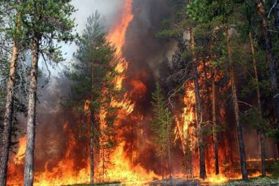 Во Франции ликвидируют лесной пожар площадью 100 га