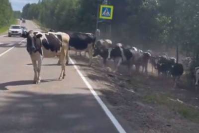 Стадо коров перекрыло движение в Курортном районе