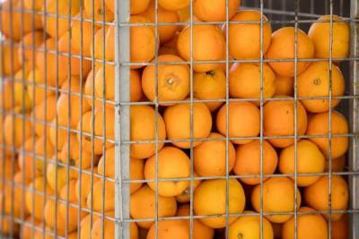 В Петербург привезли 50 тонн апельсинов, зараженных опасными насекомыми