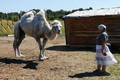 В Карелии на ферме живет огромный верблюд