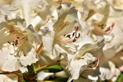 Пик цветения рододендрона продолжается в Сочинском нацпарке