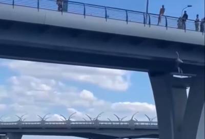 «Дарвин зашел в чат»: пользователи Сети в ужасе от прыжка мужчины с Яхтенного моста - видео