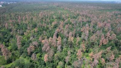Под Черкассами вымирает 140-летний лес