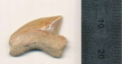 Неожиданная находка. В Иерусалиме обнаружили ископаемые зубы акулы из мелового периода