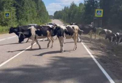 «Непростая ситуация сложилась»: стадо коров перегородило дорогу вице-губернатору Петербурга – забавное видео