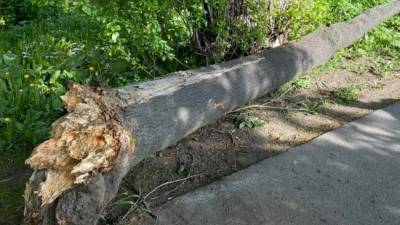 Мужчина погиб под упавшим деревом в Сочи