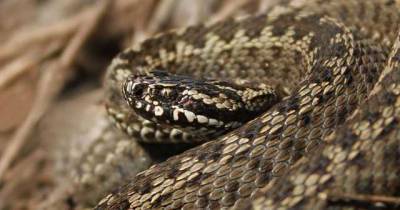 В Ровенской области змея укусила 14-летнюю девушку