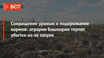 Сокращение урожая и подорожание кормов: аграрии Башкирии терпят убытки из-за засухи