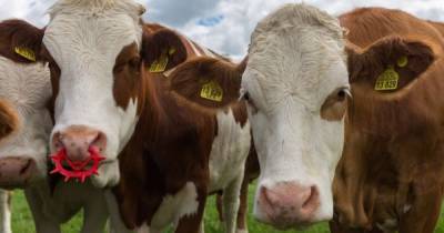 Микробы, обнаруженные в желудке коров, могут разлагать пластик, - ученые