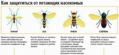 Осторожно, насекомые! Как уберечься от укусов и что делать, если не повезло