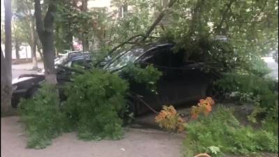 Ветки с дерева упали на авто в Корсакове