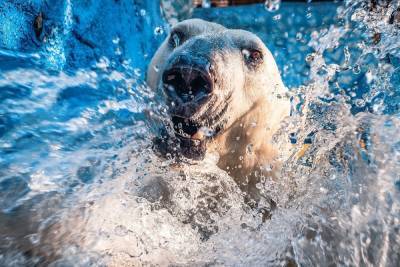 Красивые снимки белого медведя сделаны в зоопарке в Красноярске