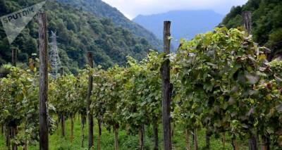 Фермеры Кахети проводят регистрацию земель под виноградниками